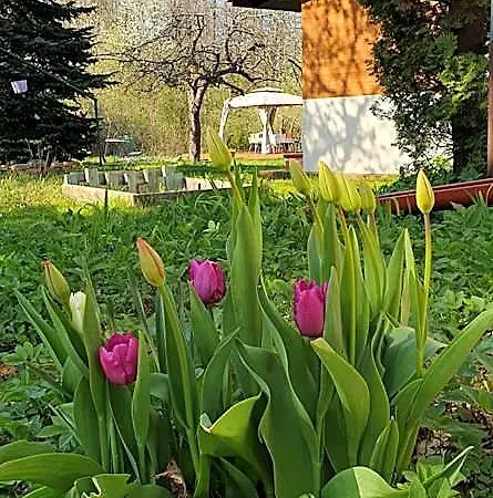 Wiolinkowo Hotel *